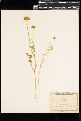 Image representing Daucus pusillus.