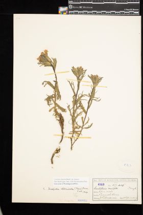 Image representing Castilleja hispida var. hispida.