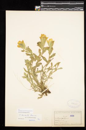 Image representing Castilleja levisecta.