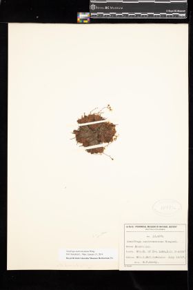 Image representing Saxifraga austromontana.