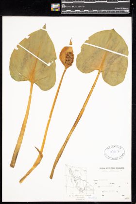 Image representing Calla palustris.