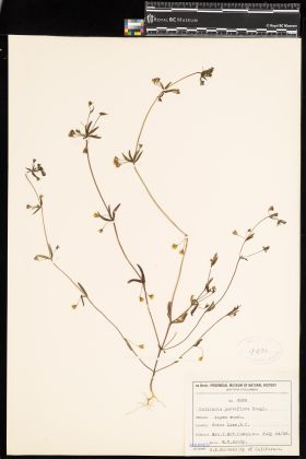 Image representing Collinsia parviflora.