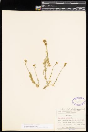 Image representing Cerastium arvense ssp. strictum.