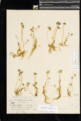 Image representing Hydrocotyle ranunculoides.