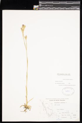 Image representing Dianthus armeria.