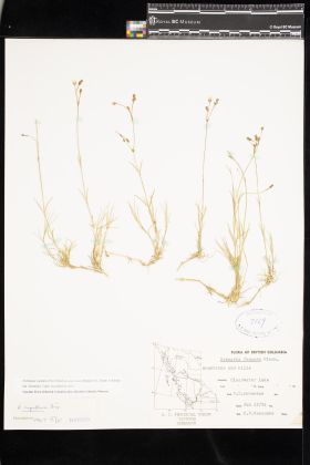 Image representing Eremogone capillaris var. americana.