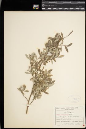 Image representing Salix brachycarpa.