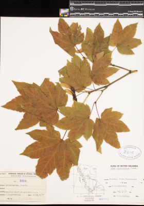 Image representing Acer circinatum.