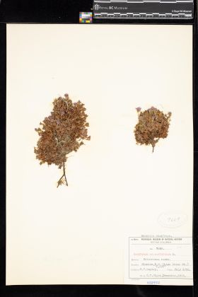 Image representing Saxifraga oppositifolia.