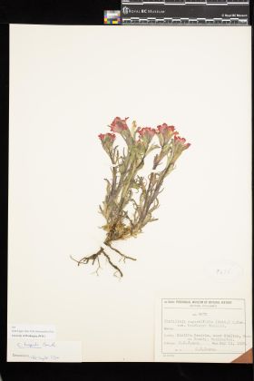 Image representing Castilleja hispida var. hispida.