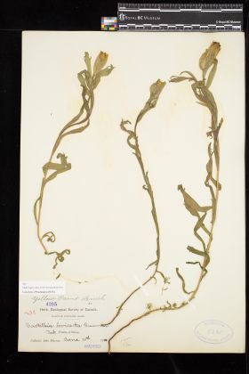 Image representing Castilleja levisecta.