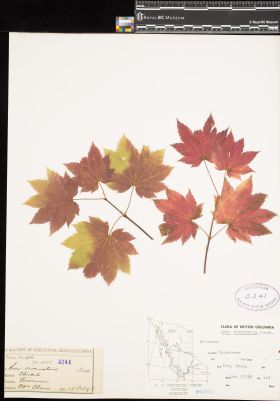 Image representing Acer circinatum.