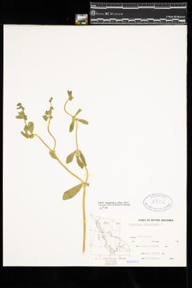 Image representing Asperugo procumbens.