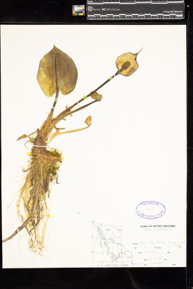 Image representing Calla palustris.