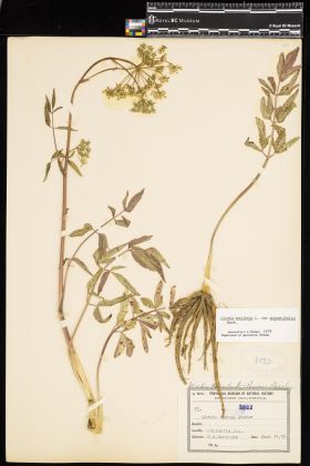 Image representing Cicuta maculata var. angustifolia.