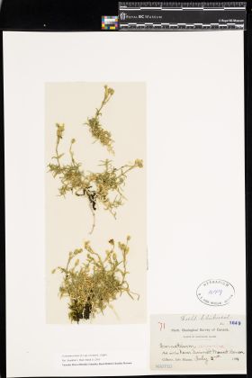 Image representing Cerastium arvense ssp. strictum.