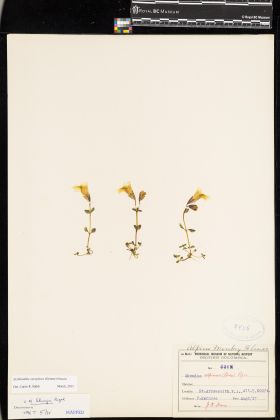 Image representing Erythranthe caespitosa.