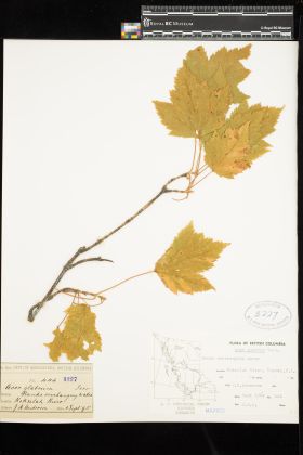 Image representing Acer glabrum.