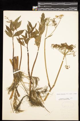 Image representing Cicuta douglasii.