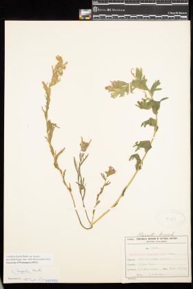 Image representing Castilleja hispida var. hispida.