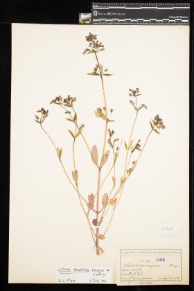 Image representing Collinsia grandiflora.