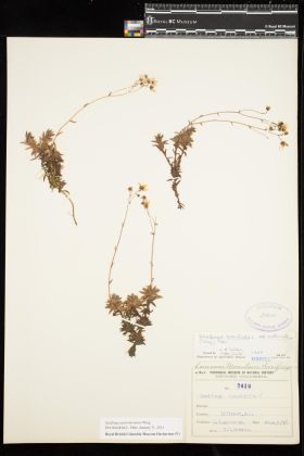 Image representing Saxifraga austromontana.