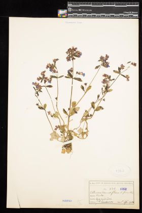 Image representing Collinsia grandiflora.