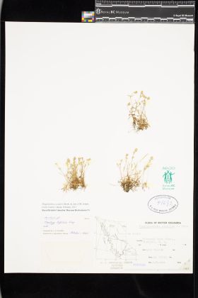 Image representing Plagiobothrys scouleri.