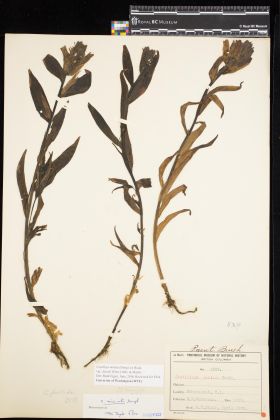 Image representing Castilleja miniata var. dixonii.