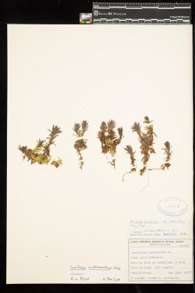 Image representing Saxifraga austromontana.