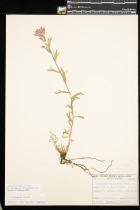 Image representing Castilleja hispida var. hispida.