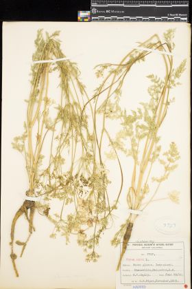 Image representing Carum carvi.