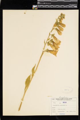 Image representing Digitalis purpurea.