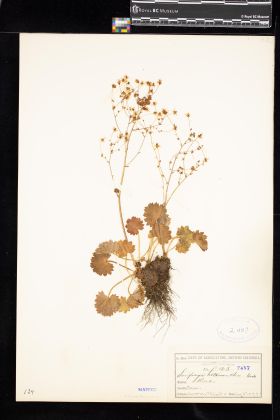 Image representing Saxifraga mertensiana.