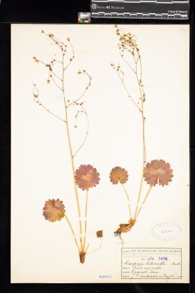 Image representing Saxifraga mertensiana.