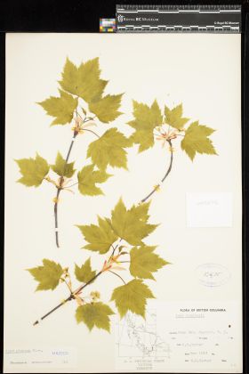 Image representing Acer glabrum.