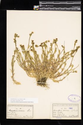 Image representing Cerastium arvense ssp. strictum.