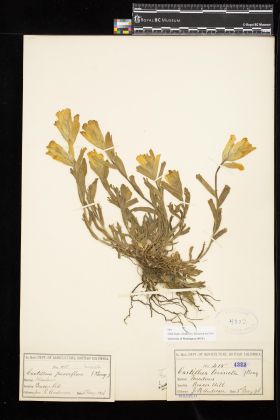 Image representing Castilleja levisecta.