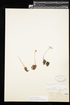 Image representing Saxifraga austromontana.