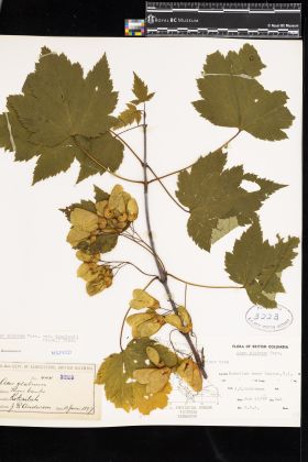 Image representing Acer glabrum var. douglasii.