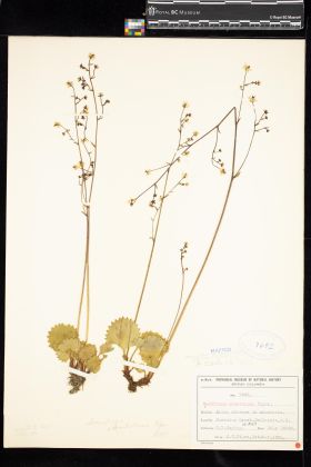 Image representing Saxifraga odontoloma.