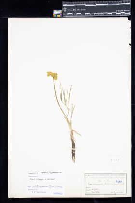 Image representing Lomatium.