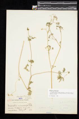 Image representing Anthriscus caucalis.