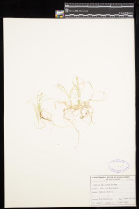 Image representing Carex disperma.