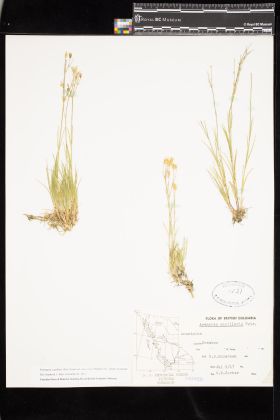 Image representing Eremogone capillaris var. americana.