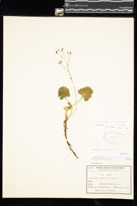 Image representing Saxifraga odontoloma.