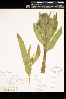 Image representing Anchusa officinalis.