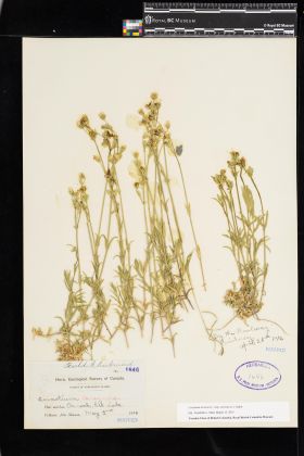 Image representing Cerastium arvense ssp. strictum.