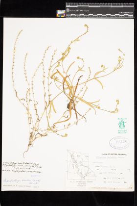 Image representing Plagiobothrys scouleri var. scouleri.