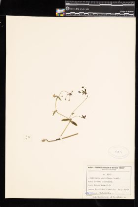 Image representing Collinsia parviflora.